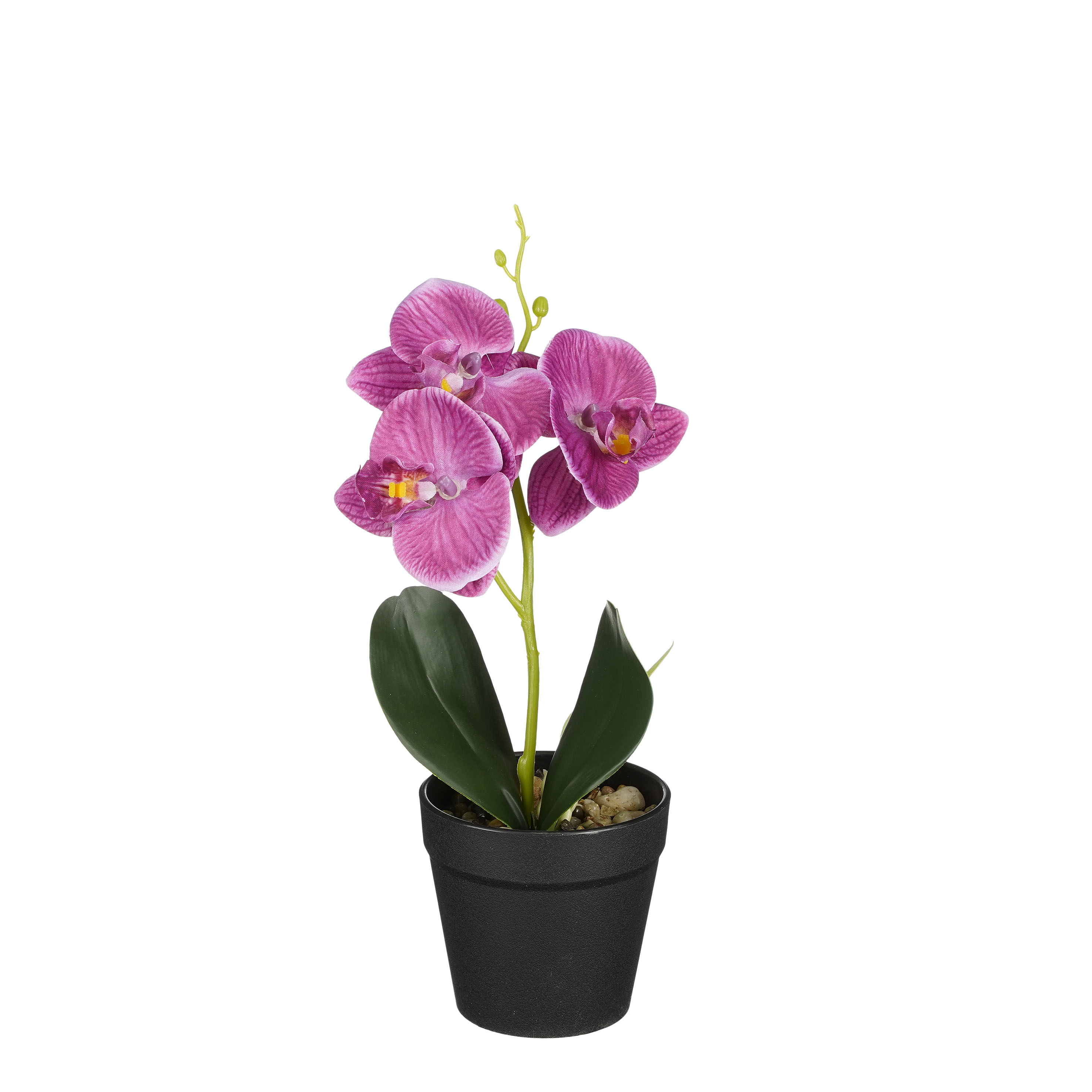 Phalaenopsis im Topf violett 25cm ORCHIDEE Phalaenopsis im Topf violett 25cm ORCHIDEE