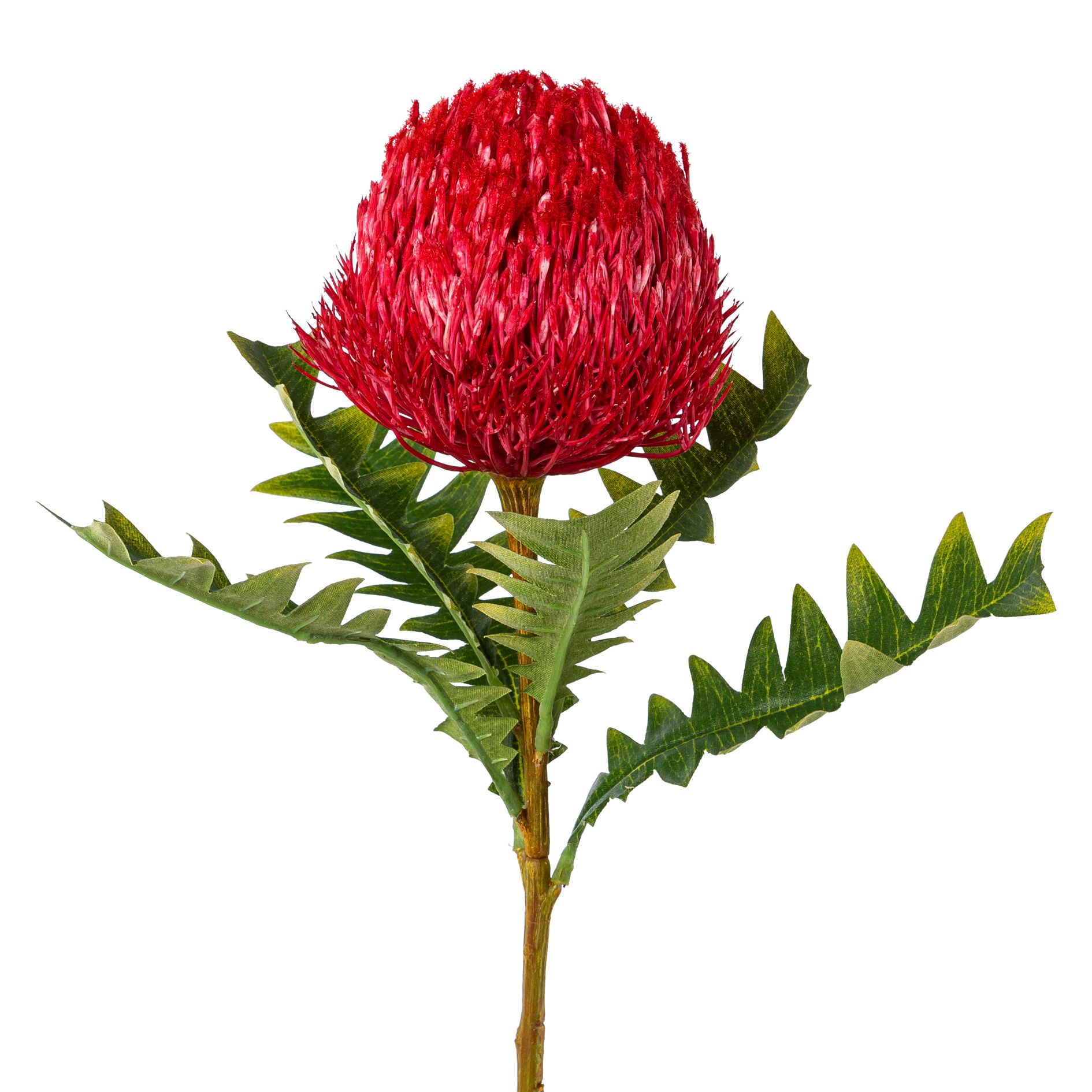 Deko-Zweig 68cm BANKSIA