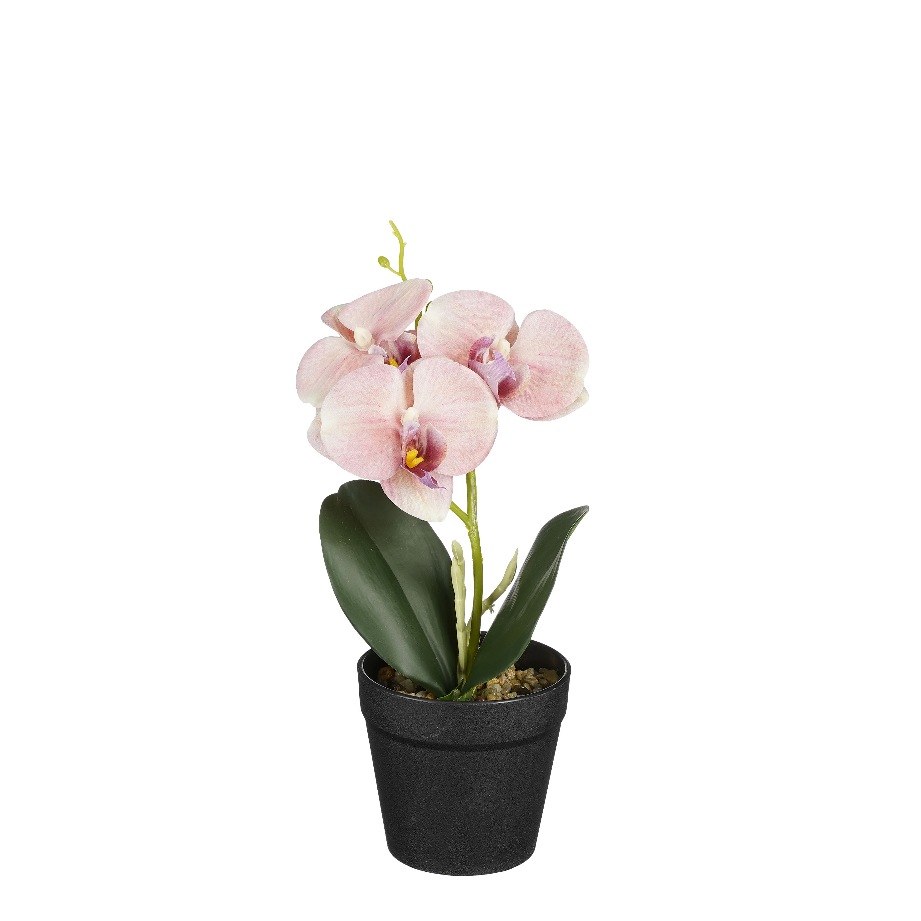Orchidée ton pêche en pot 25cm ORCHIDEE Orchidée ton pêche en pot 25cm ORCHIDEE