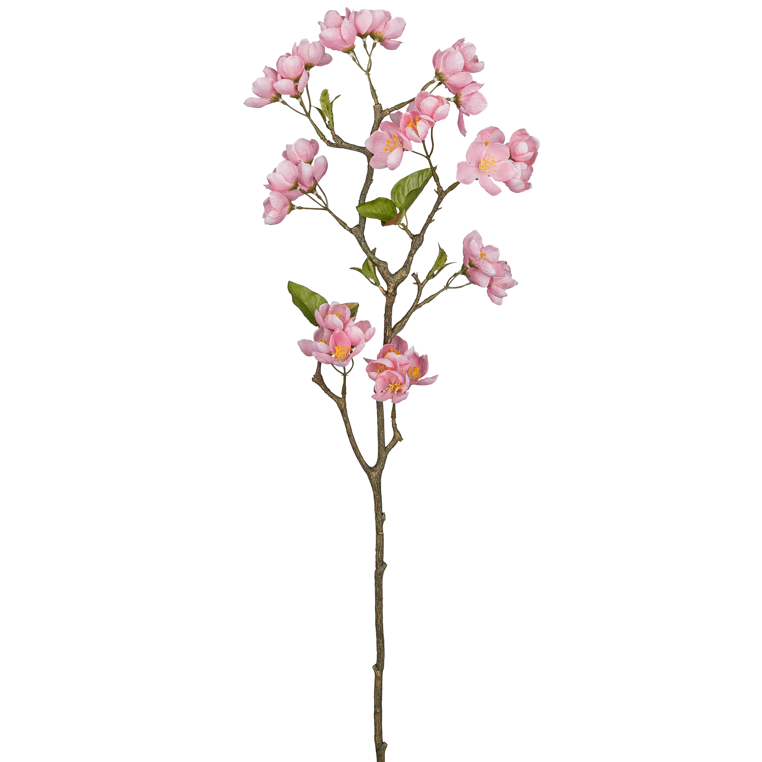 Apfelblütenzweig APFELBLÜTE