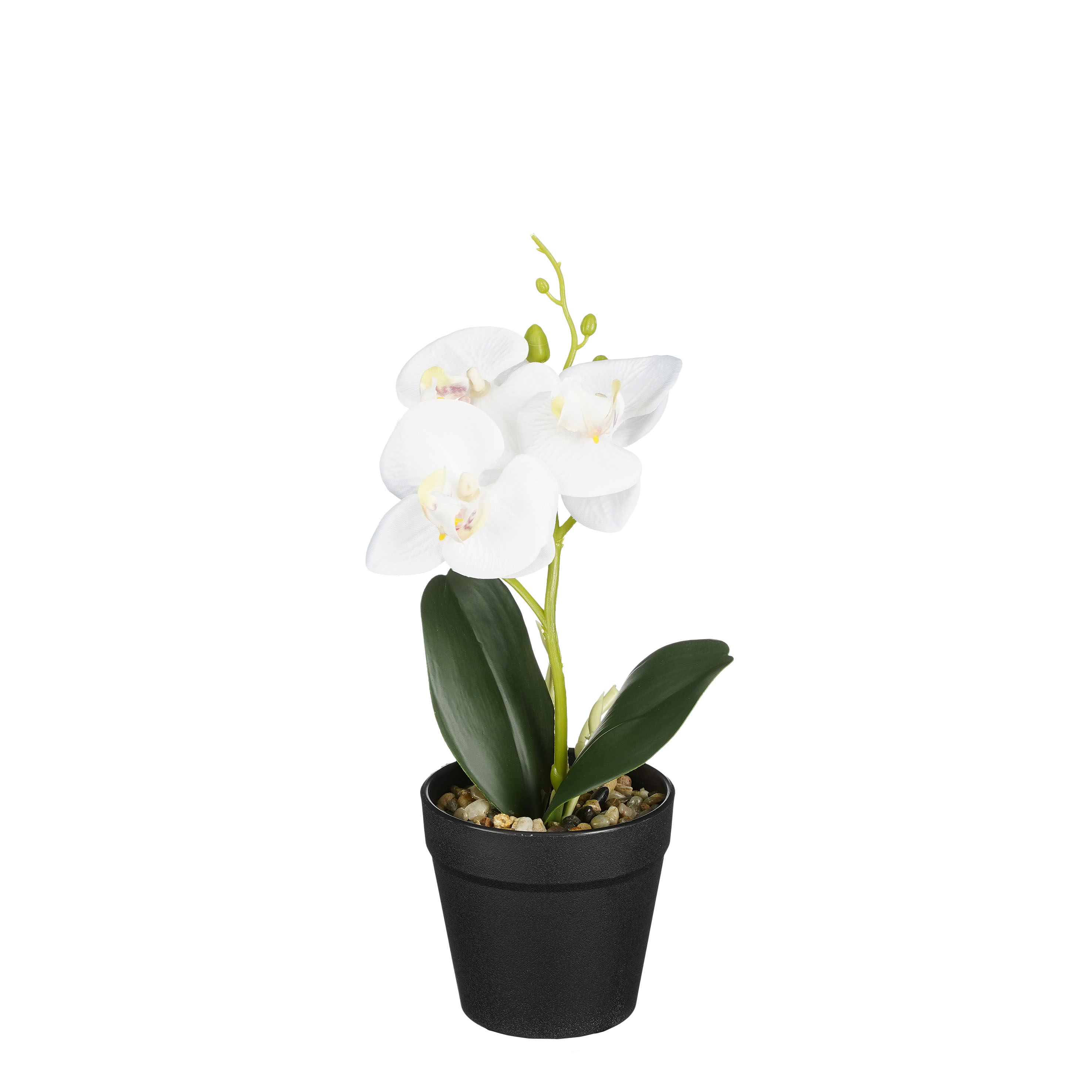 Orchidée blanche en pot 25cm ORCHIDEE Orchidée blanche en pot 25cm ORCHIDEE