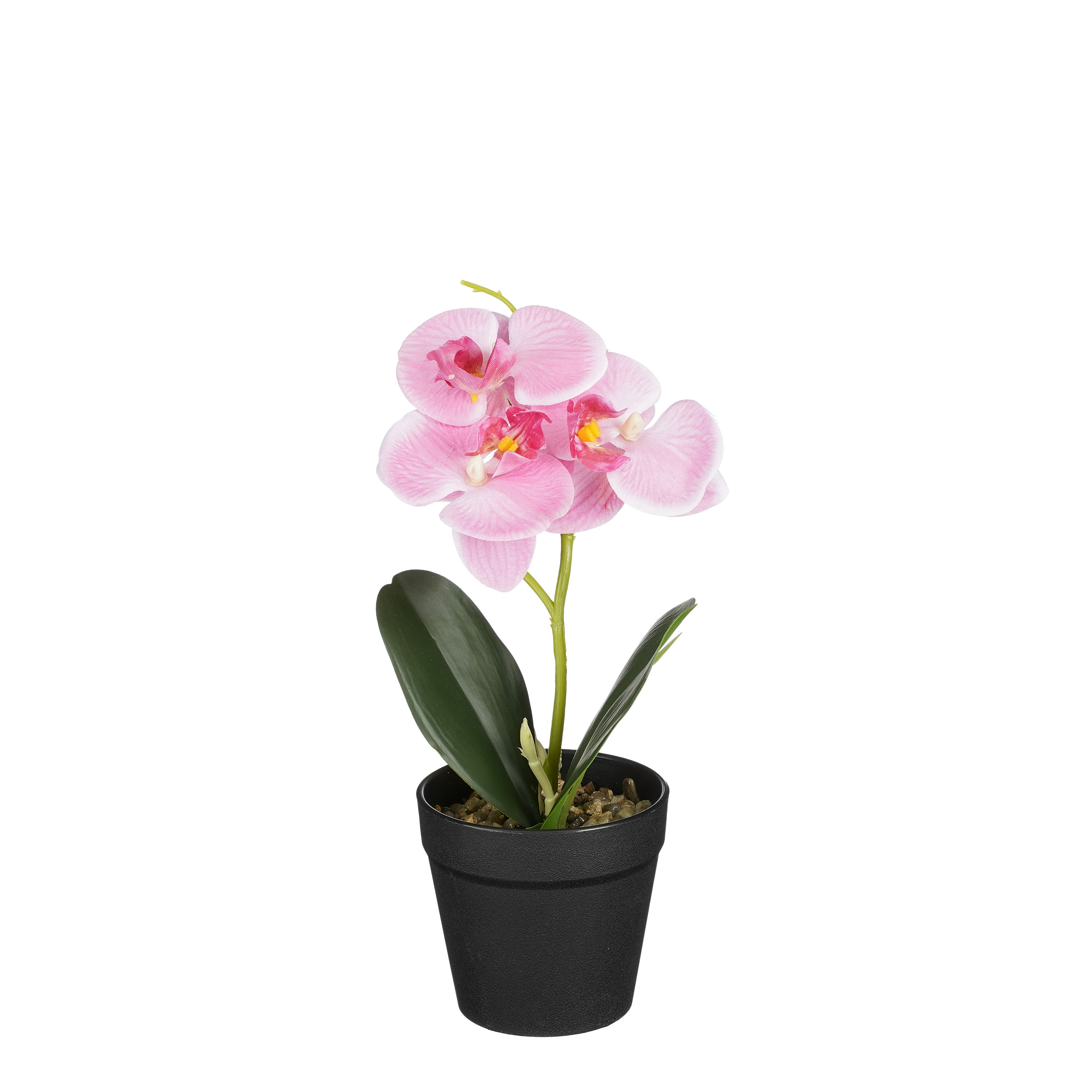 Phalaenopsis im Topf rosa 25cm ORCHIDEE