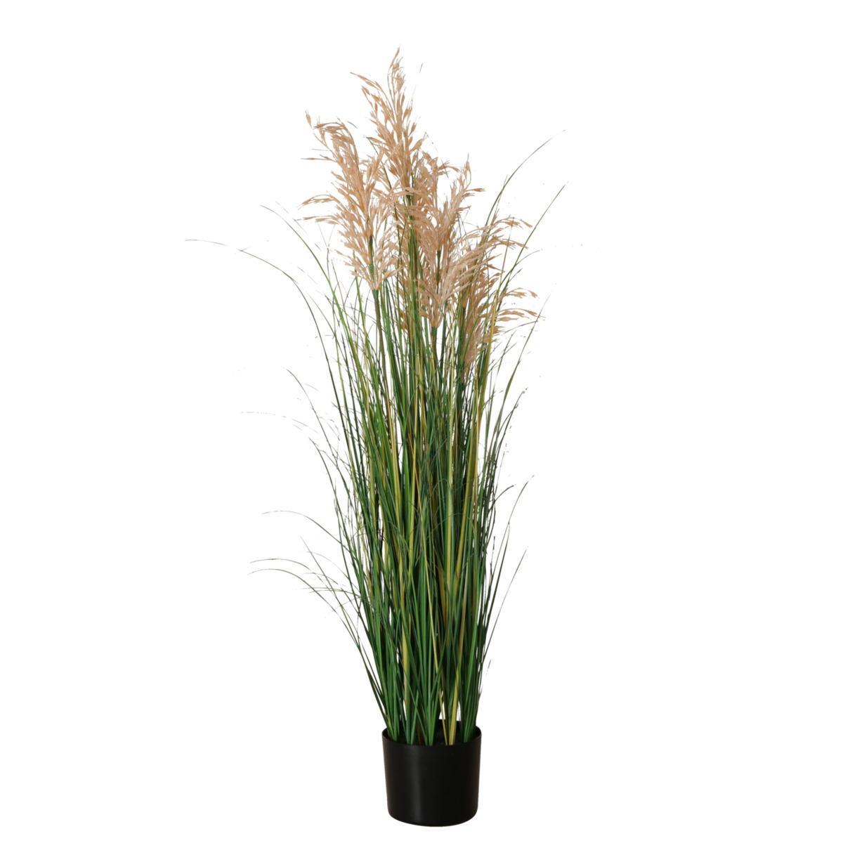Plante en pot zoostère MARITIM