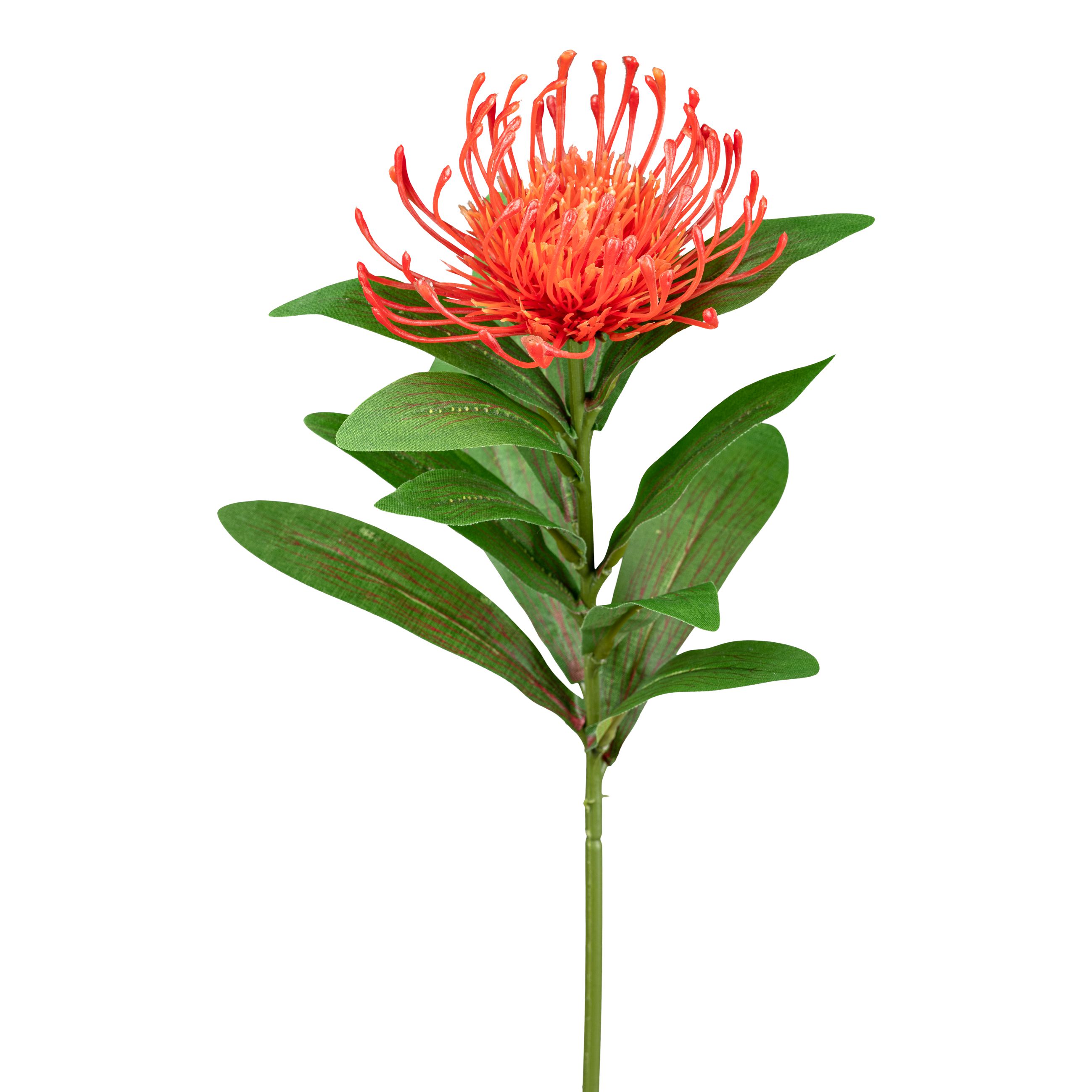 Fleur décorative 64cm NADELKISSENPROTEA