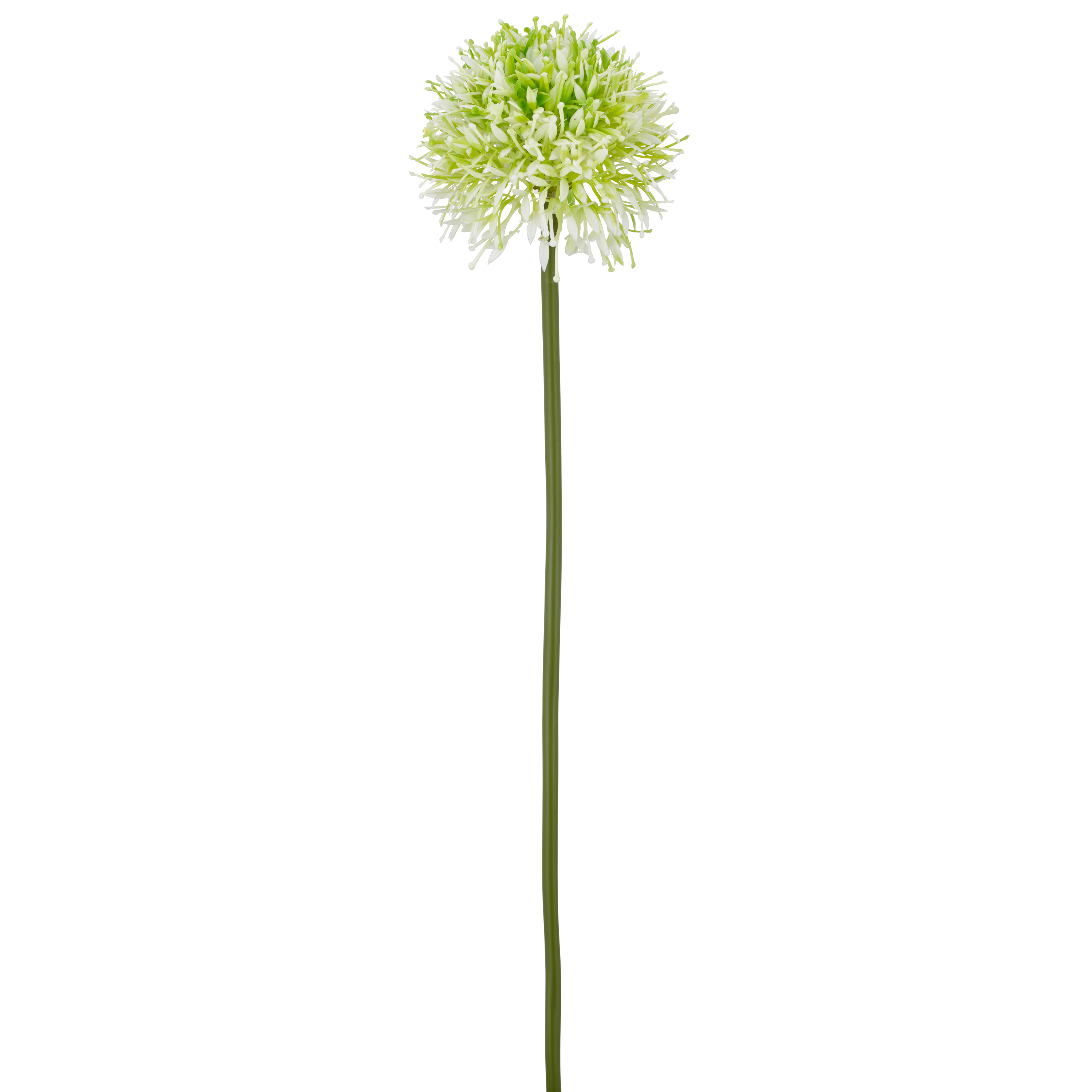Allium ALLIUM