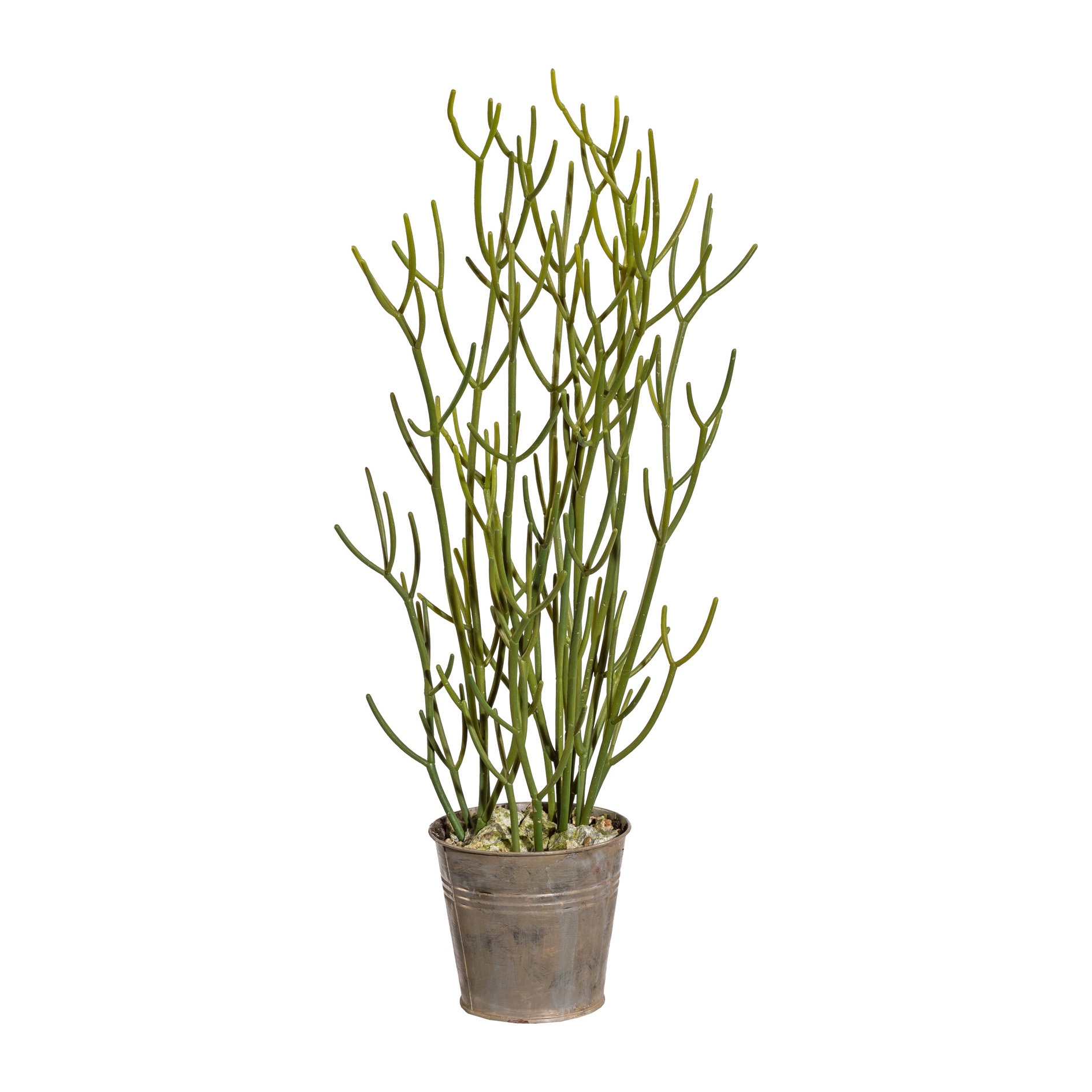 Deko-Pflanze EUPHORBIA