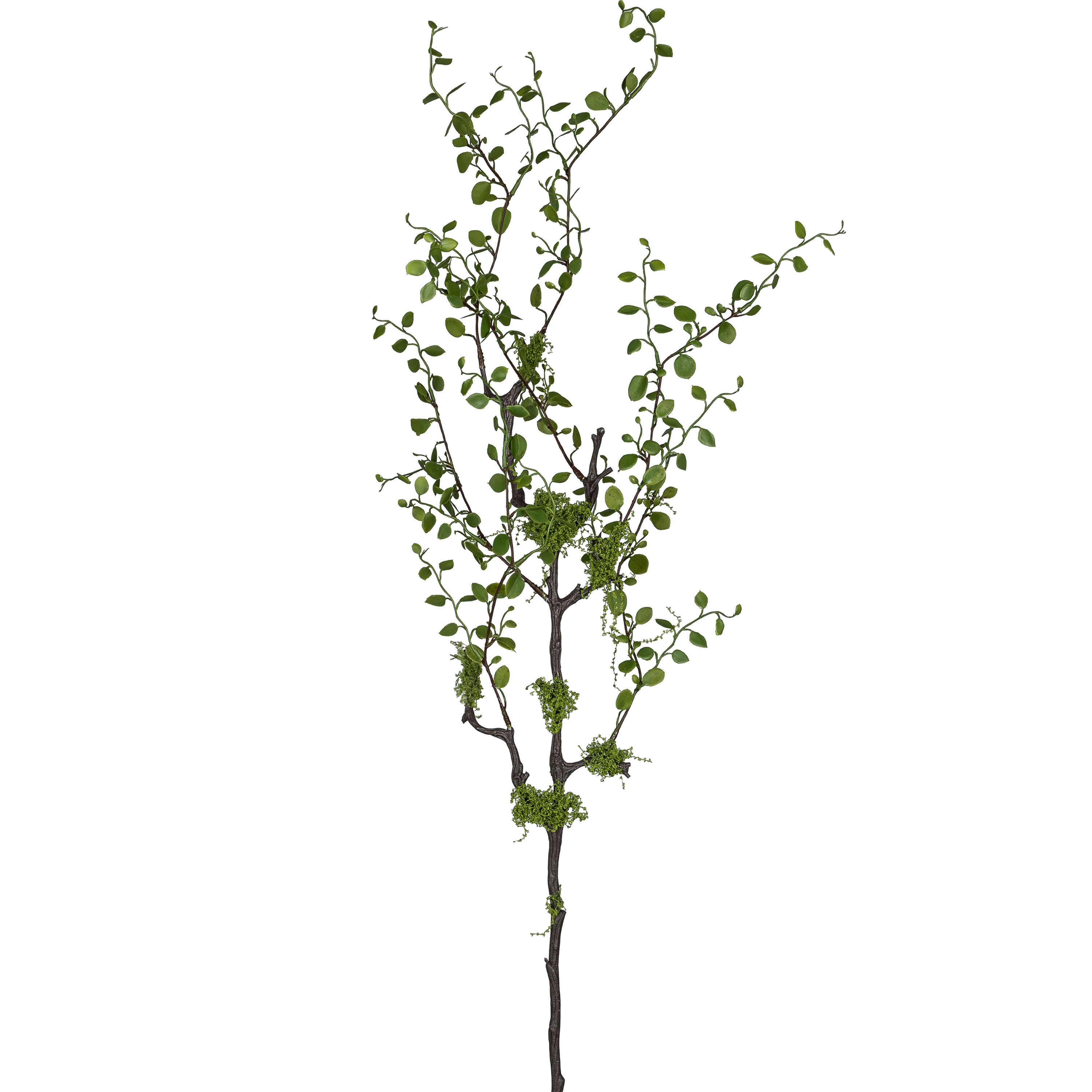 Branche de Muhlenbeckia FLOWERS