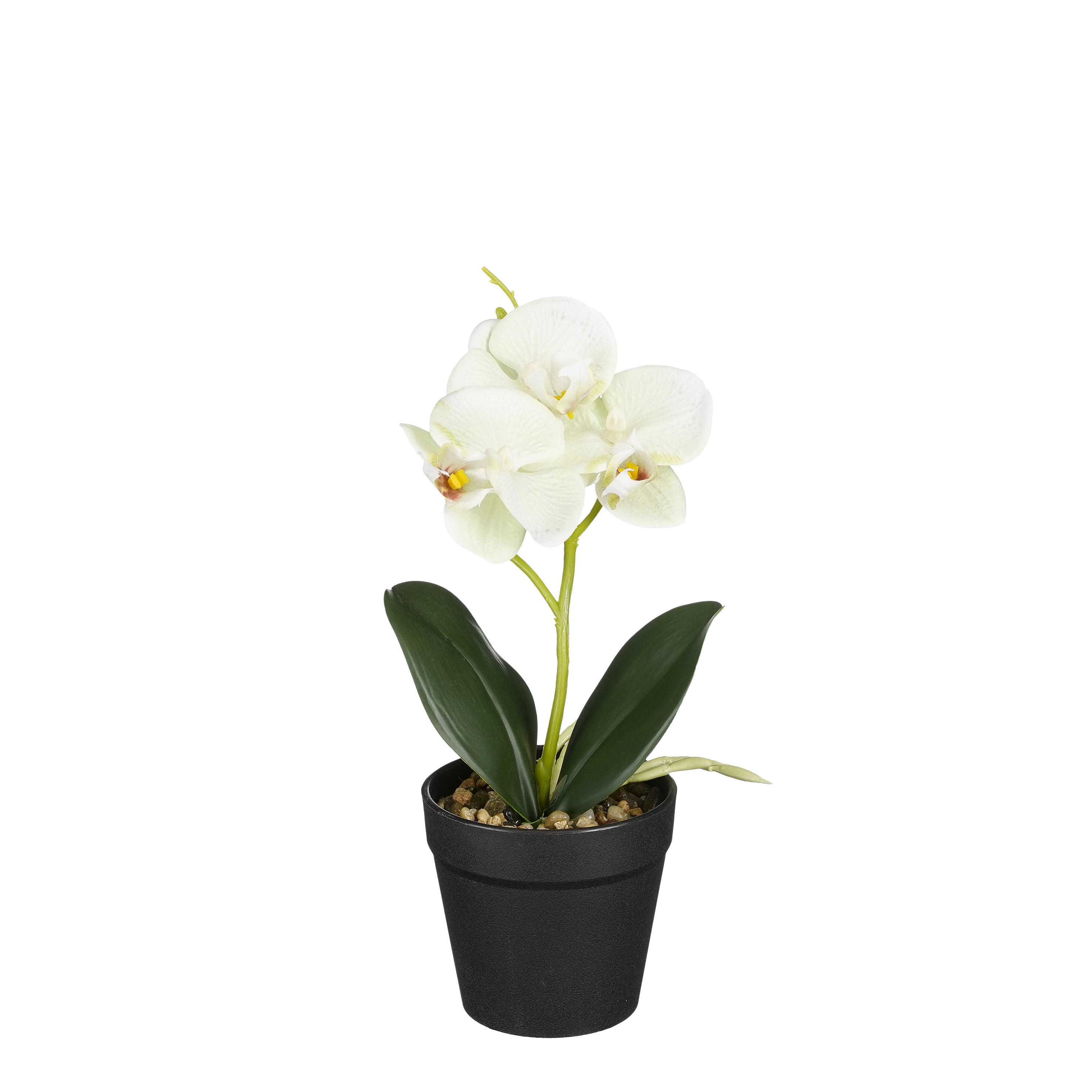 Orchidée blanche et verte en pot 25cm ORCHIDEE