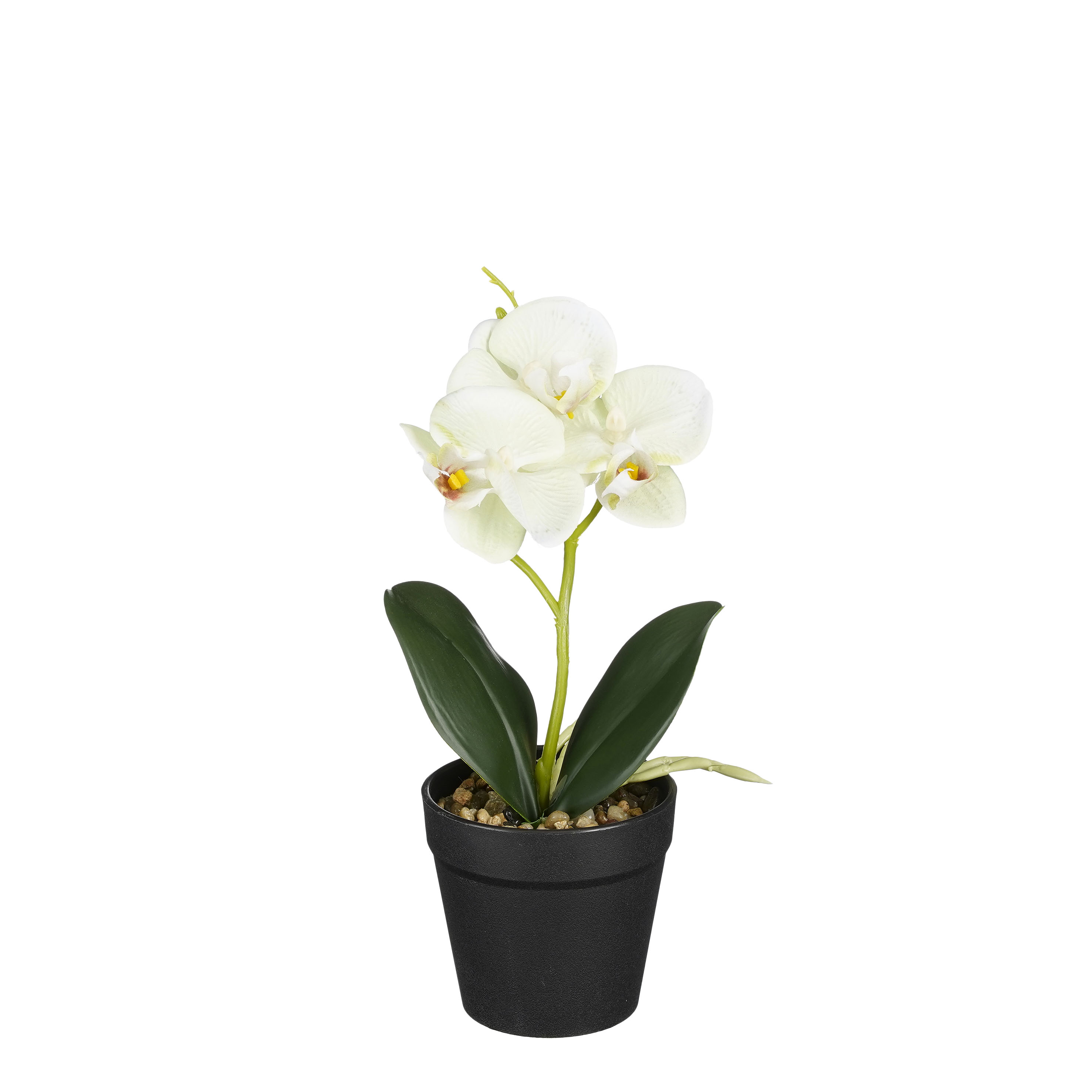Orchidée blanche et verte en pot 25cm ORCHIDEE Orchidée blanche et verte en pot 25cm ORCHIDEE